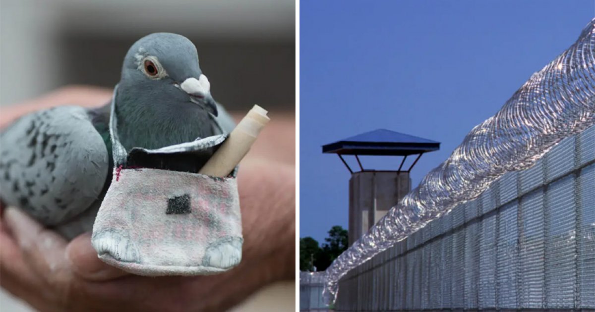 飛鴿傳毒？！監獄發現鴿子攜帶迷你背包　「內裝30克冰毒」給囚犯