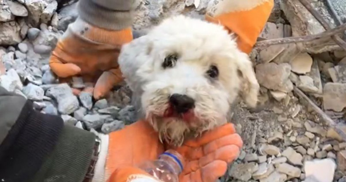 瓦礫堆「探出一顆頭」！小白狗遭埋害怕張望　救援團隊徒手刨土救出