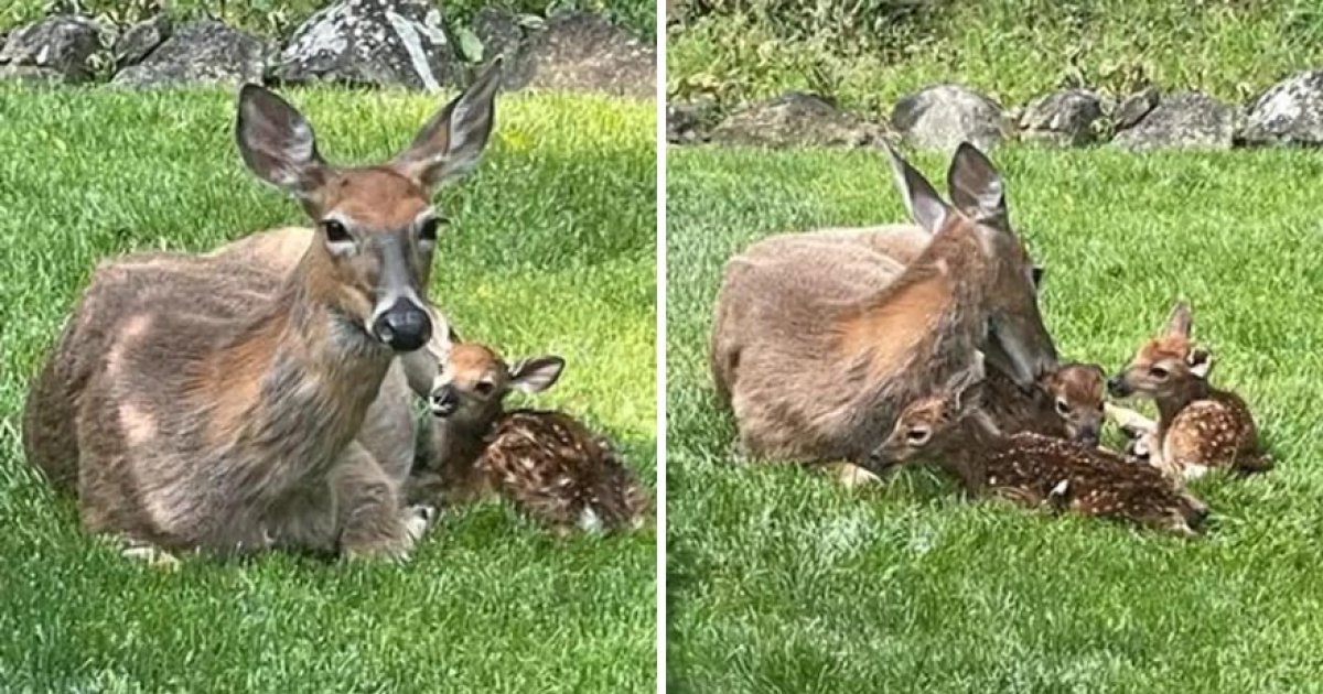 一隻母鹿悠閒走入後院！　隔天「有4隻離開」她驚：當產房了