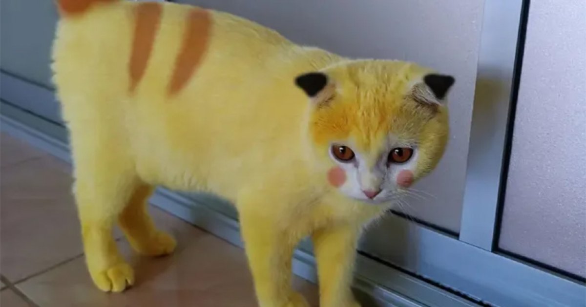 「皮卡丘貓」全身黃毛！飼主慘遭出征結果逆轉：不是惡意染色