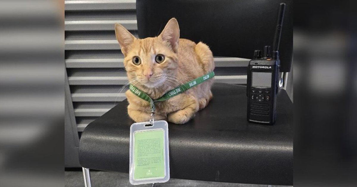 橘貓每天光顧地鐵站！工作人員為牠戴「工作證」　化身非官方吉祥物