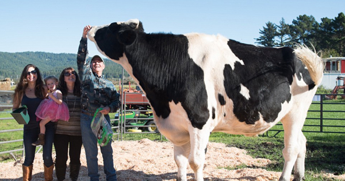 這隻「世界最巨乳牛」足足有1000公斤重，光是牠每天的便便就可以「直接拉出一個你」啊！