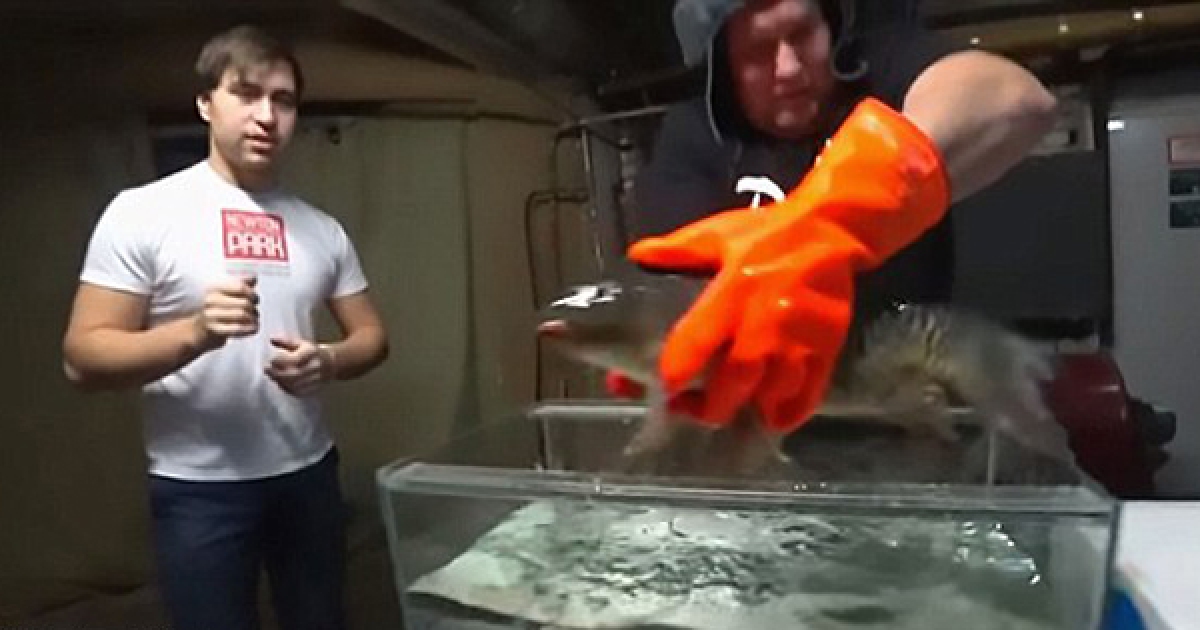 他把活魚丟進「零下196度的液氮」冷凍20秒，1分鐘後再放進溫水…什麼？！