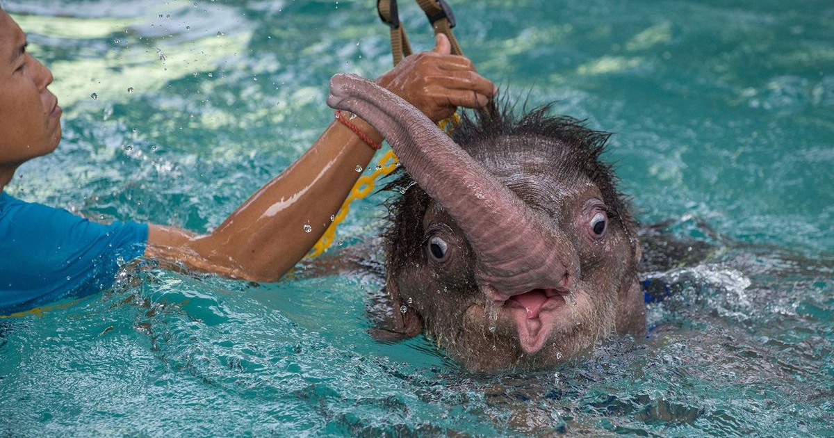 害怕下水的小象照片在網路上引出PS大神，腦洞大開的惡搞圖讓大家都笑到滾地！
