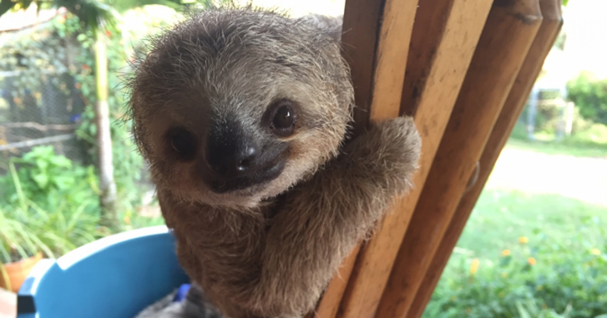 動物保護中心實現大家想與樹懶親密接觸的願望，你甚至還可以跟牠們一起擁抱睡覺！