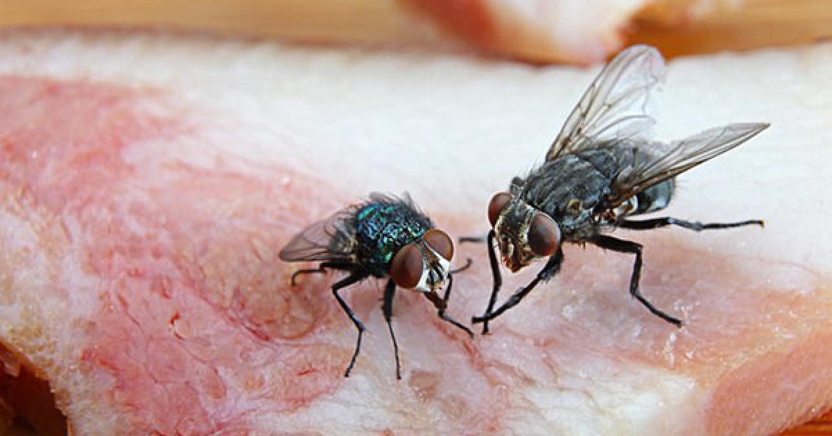 蒼蠅沾過的食物「就算只碰到1秒也不要去吃」，科學家發現的事實已經讓許多人不寒而慄！