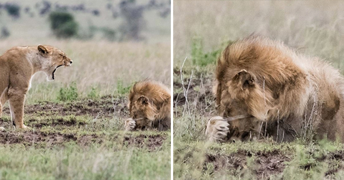 剛「啪啪啪」結束就遭到母獅訓話　霸氣雄獅一秒變小孬孬的過程全被鏡頭拍下