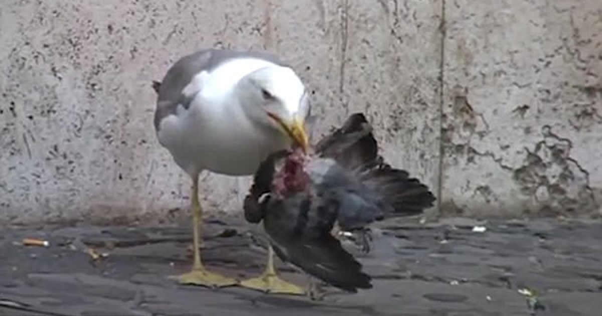鴿子被啄到脖子分離！　可愛海鷗最兇殘的一面被拍到　街頭生吞鴿子