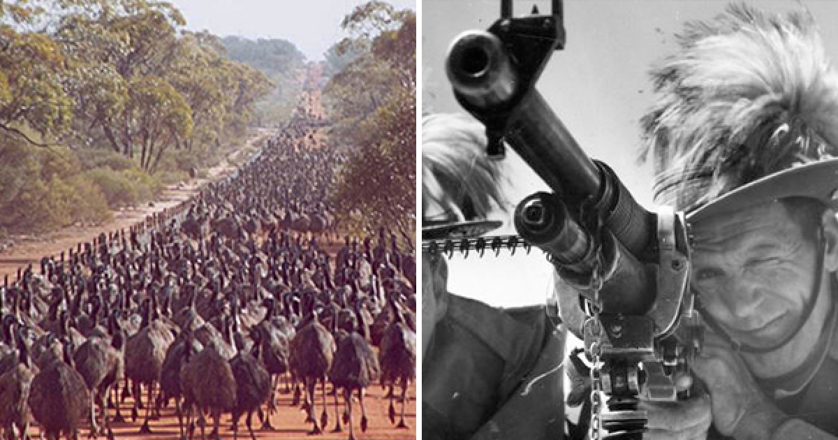 澳洲軍隊開戰敗給澳洲鴕鳥！　19個「讓人無法接受」的事實