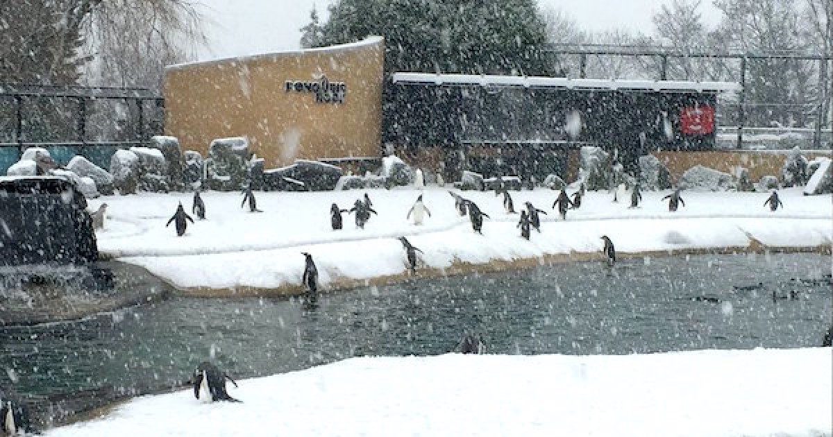 27年最狂寒流！　英國動物園被迫關閉　小企鵝在無人園區High翻：是雪耶～