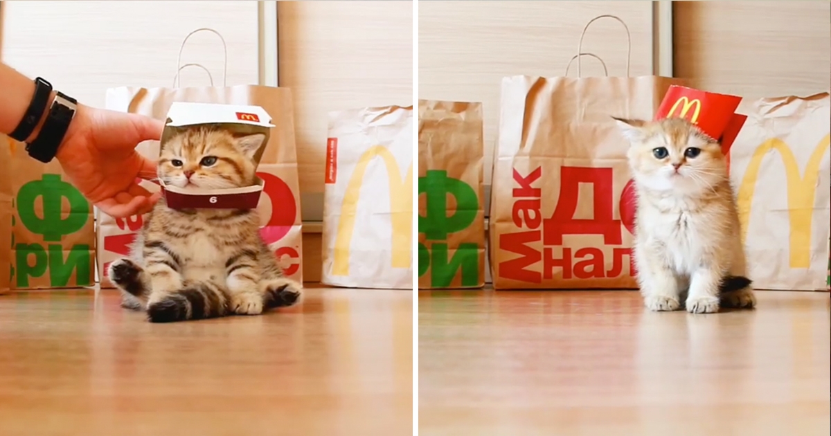 主人靈機一動…　讓貓咪Cosplay麥當勞產品　「傻眼貓咪」表情笑翻網友