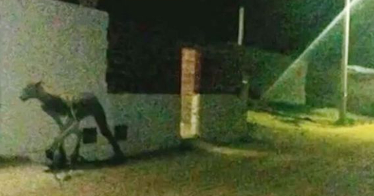 「4腳半人獸」出現在阿根廷　路人在半夜拍到照片　網驚：是一種惡魔