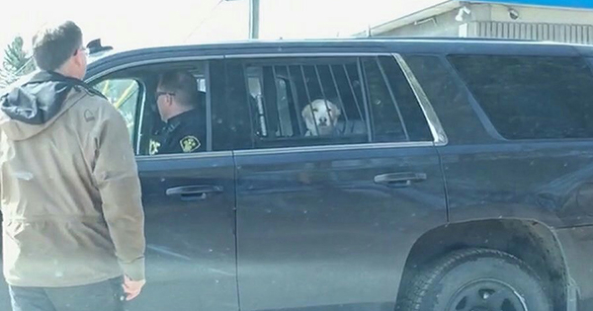 狗狗追鹿結果慘被警察逮捕　主人笑翻上傳「求救照片」瞬間爆紅