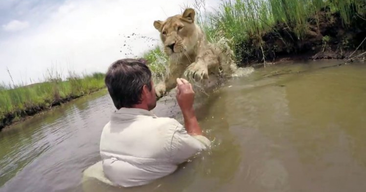 母獅子跟自己小時候的「救命恩人」重逢　牠快速跳入水中…下一秒馬上變「撒嬌大貓」