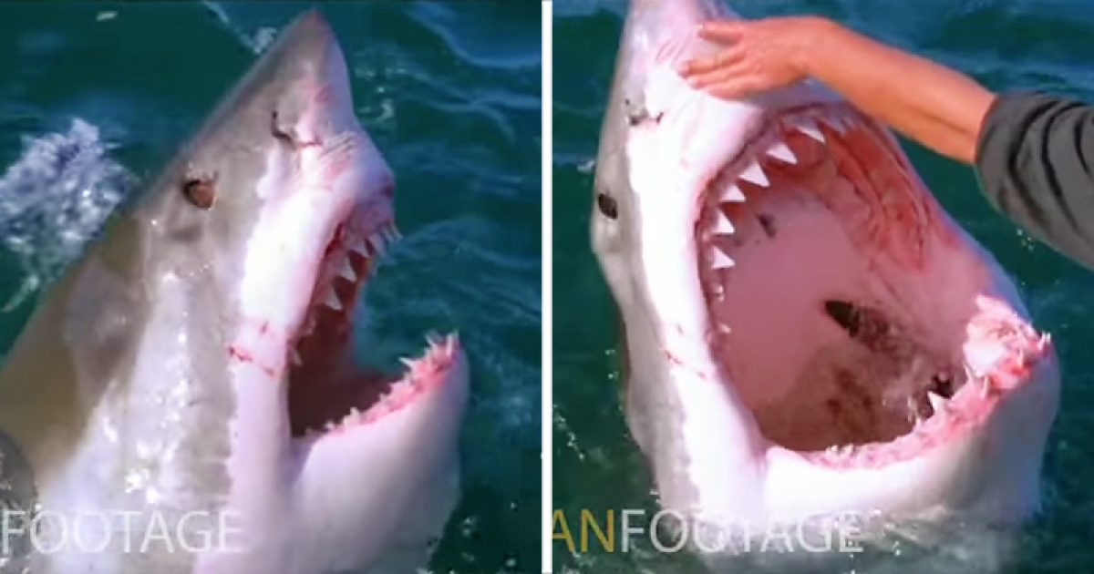 狂男在海上遇到大白鯊的第一反應　竟然是「伸手摸摸頭」