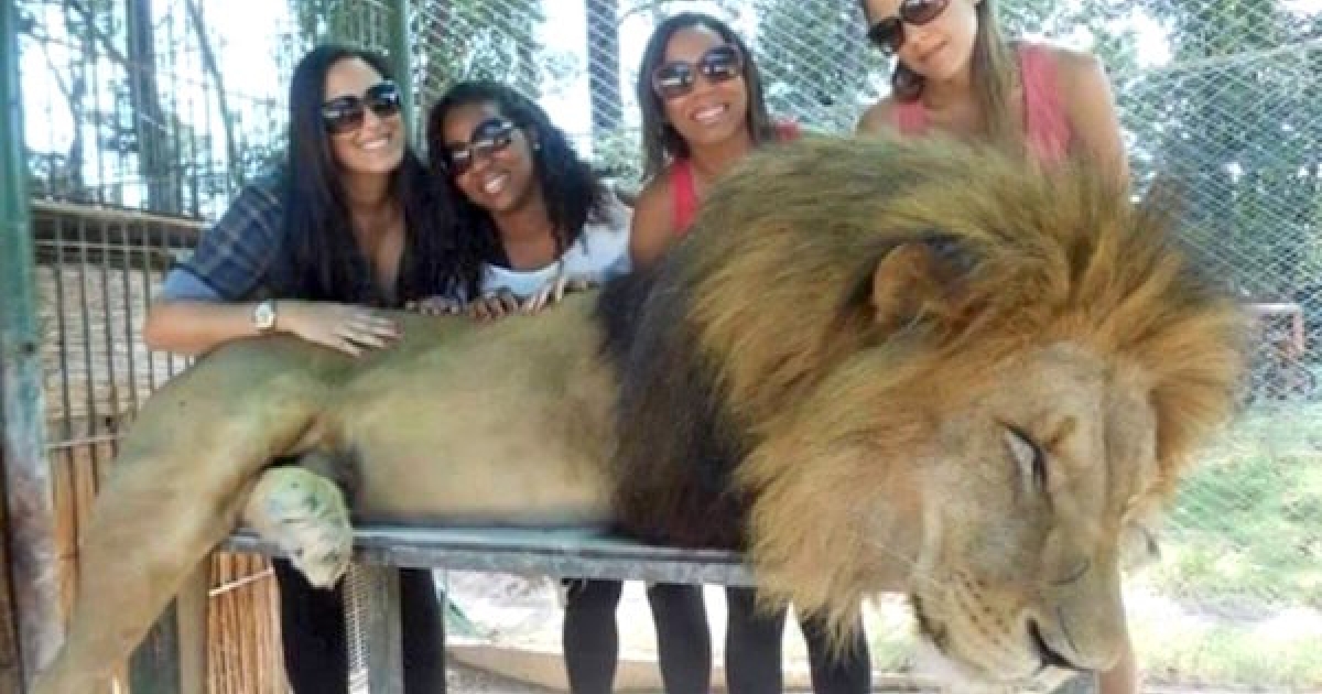 動物園開放讓遊客「任意摸獅子」　網友察覺「背後真相」大暴怒