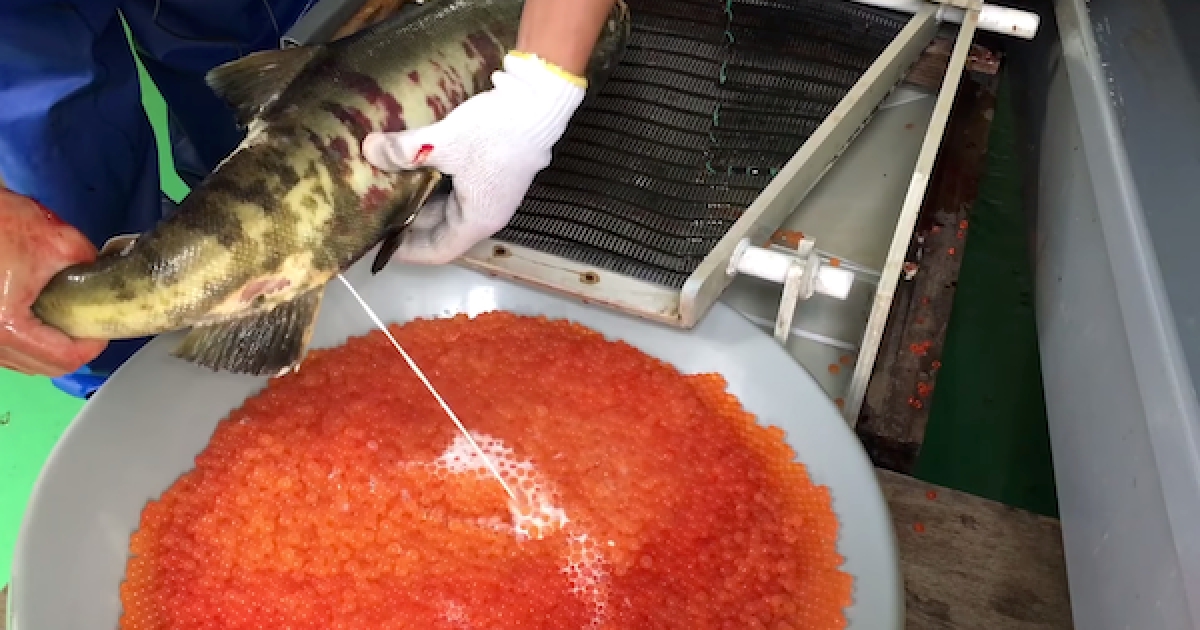 徒手幫一大盆鮭魚卵授孕　日本復育鮭魚方式大公開