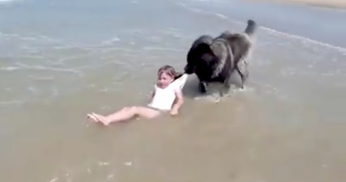 小主人被大浪沖倒　忠心狗忙「咬衣領」救主：還是岸邊比較安全！