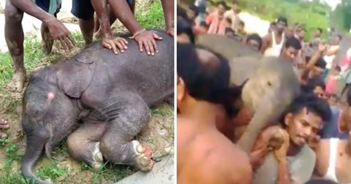 100公斤重小象倒在地上急需救援　村民霸氣扛起牠：我們來救你了