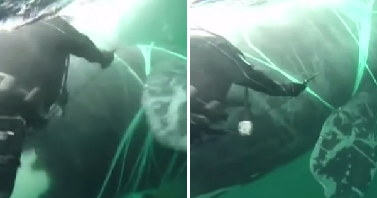 鯨魚被漁網纏住害怕掙扎　潛水員「水下搏鬥1小時」終還牠自由