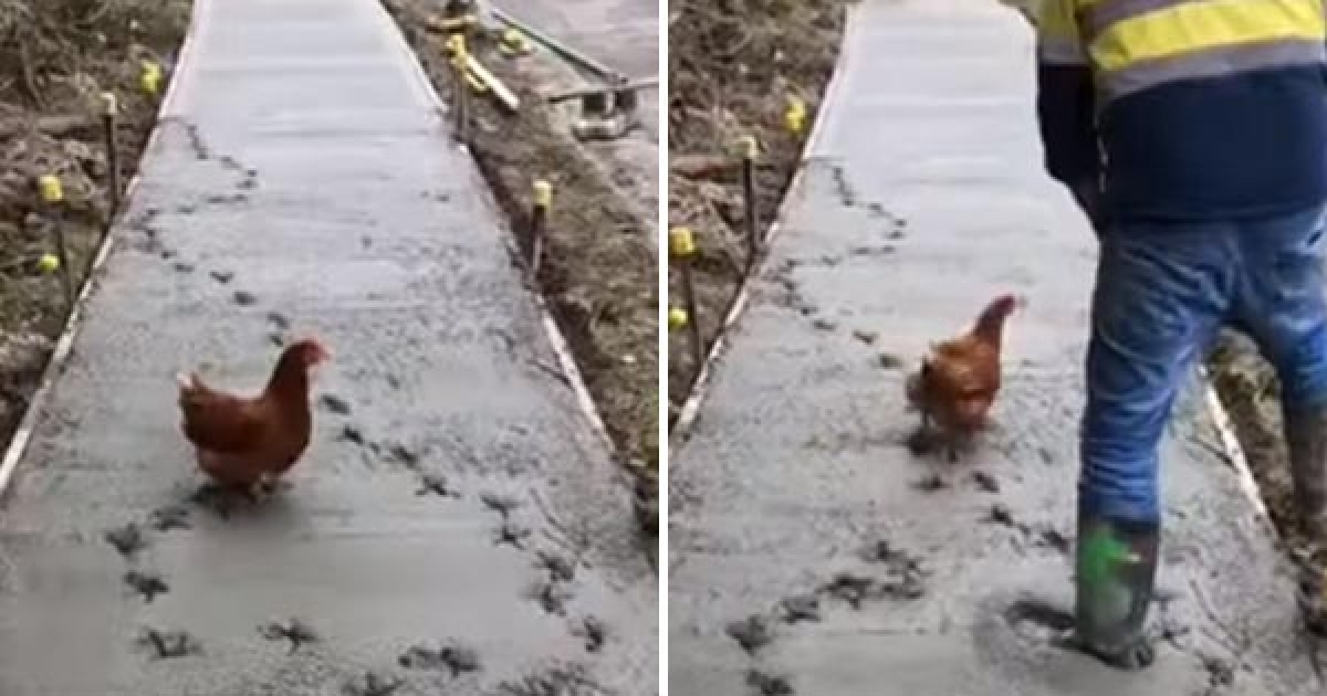 「好怪的觸感～」　雞仔好奇猛踩未乾水泥　工人崩潰：你別再跑啦！