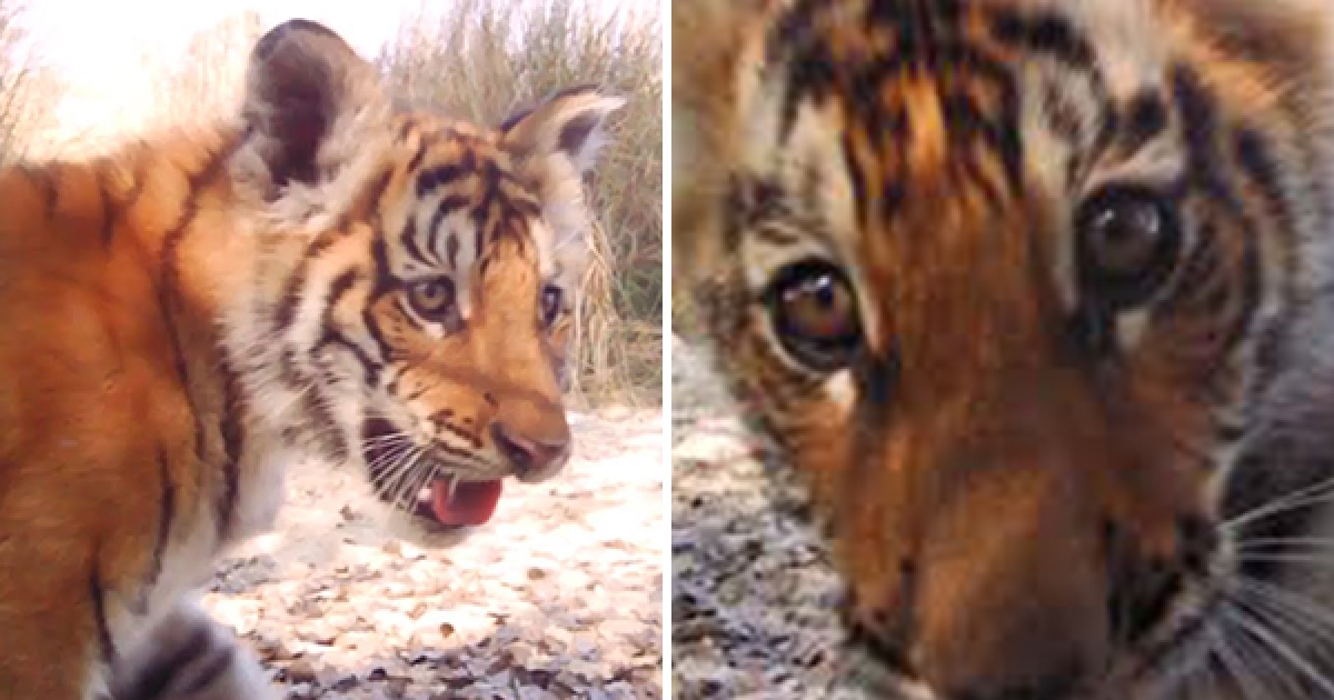 隱藏攝影機拍到更多老虎寶寶　尼泊爾保育老虎奏效：數量激增至235頭