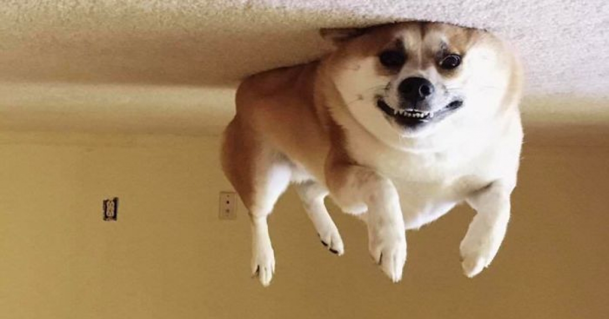 一秒讓家中汪汪慵懶升空～　25張克服重力的「蠢萌氣球狗照片」