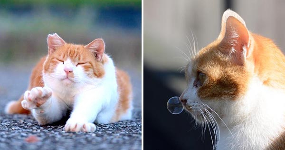 貓貓也會吹鼻涕泡？　攝影師埋伏終於拍到「平常看不到」的萌喵照