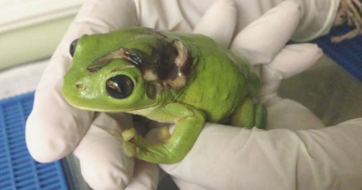 澳洲婦女為了救小樹蛙　直接訂機票「送牠到800公里外的醫院」暖翻人心