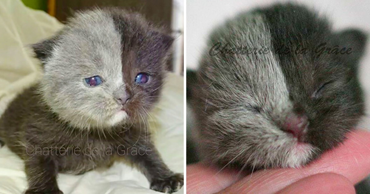 「雙色臉貓咪」的完美對稱超吸睛　長大後「超有氣質」美出新高度