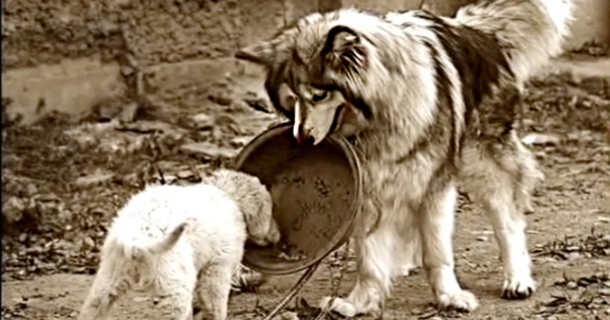 雪橇犬被安樂之前「叼盆子給小狗狗餵飯」　狗生最後30分鐘「奇蹟及時趕到」