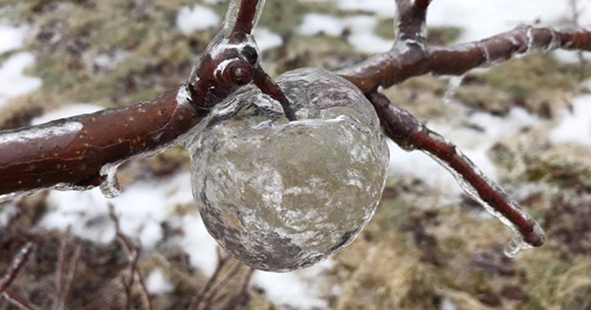 嚴寒國家才會出現的奇景　樹梢上長出只有空殼的「冰蘋果」
