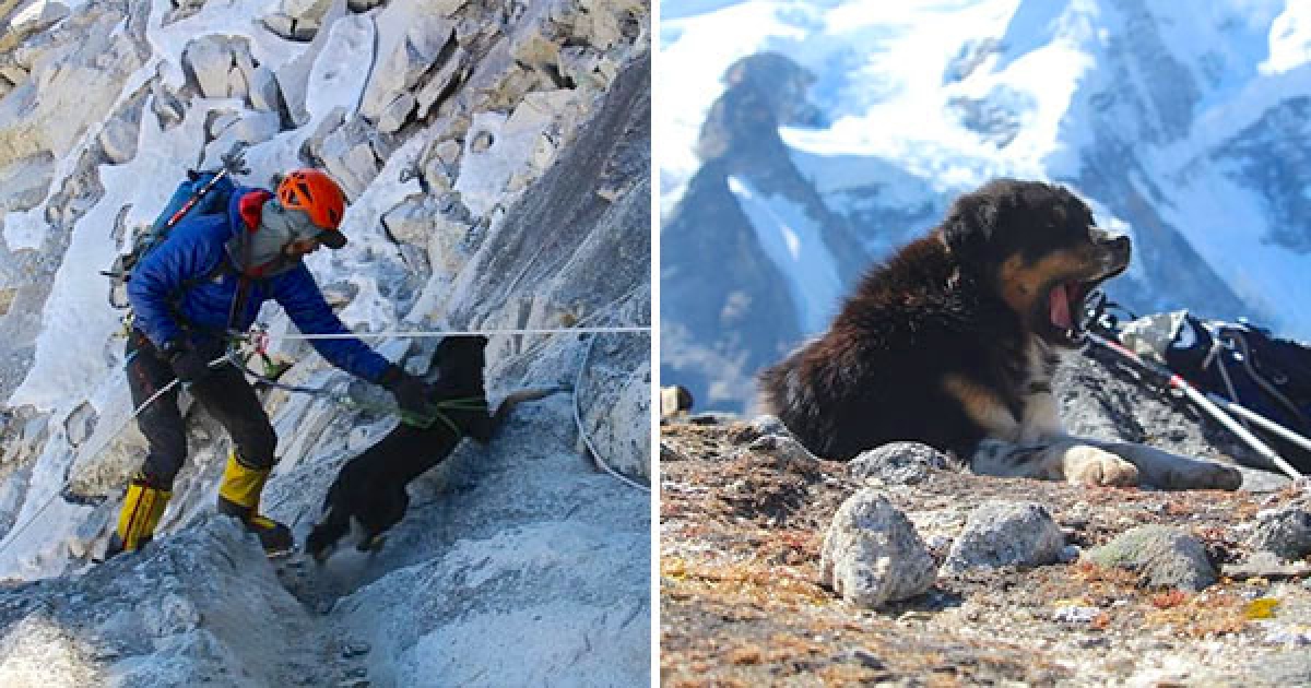 浪浪尾隨登山隊爬喜馬拉雅　身心素質「比人類還強」登頂成史上第一狗！