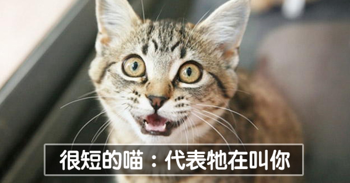 貓奴必學！　11個喵聲翻譯「幫助你聽懂貓語」