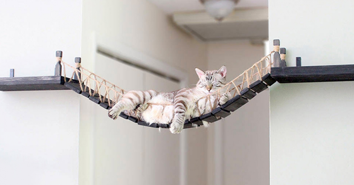貓奴快進貢《法櫃奇兵》風「貓吊橋」　愛貓躺下去舒服到不要不要的