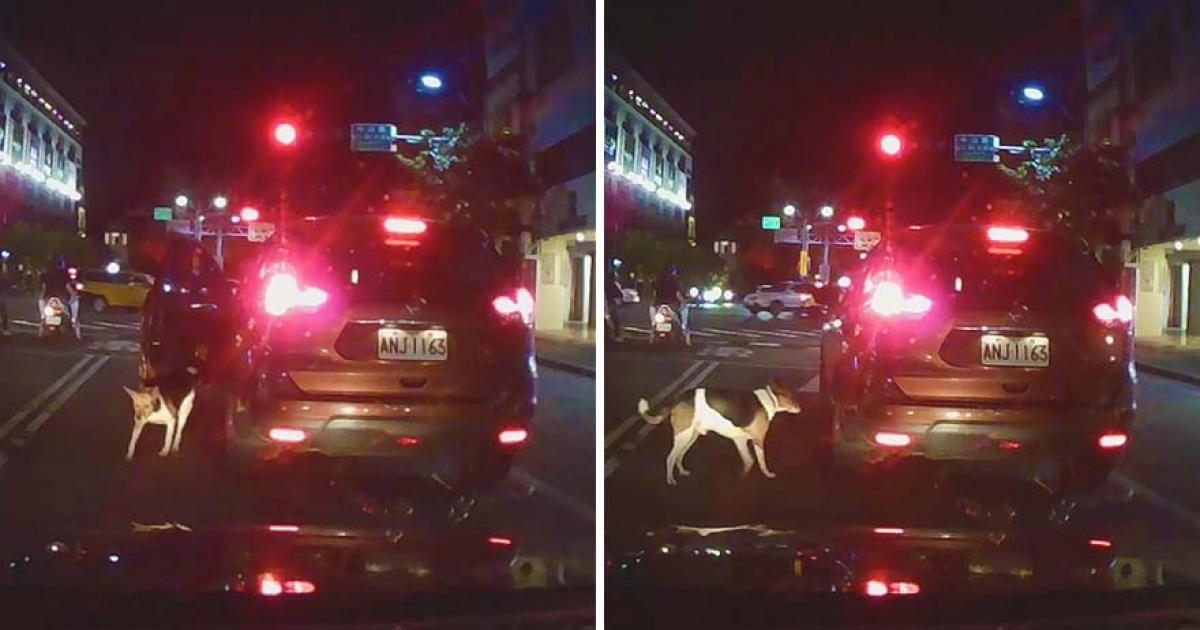 「馬路中」開門推狗狗下車　飼主一綠燈就開走讓牠慌：不要丟下我啊