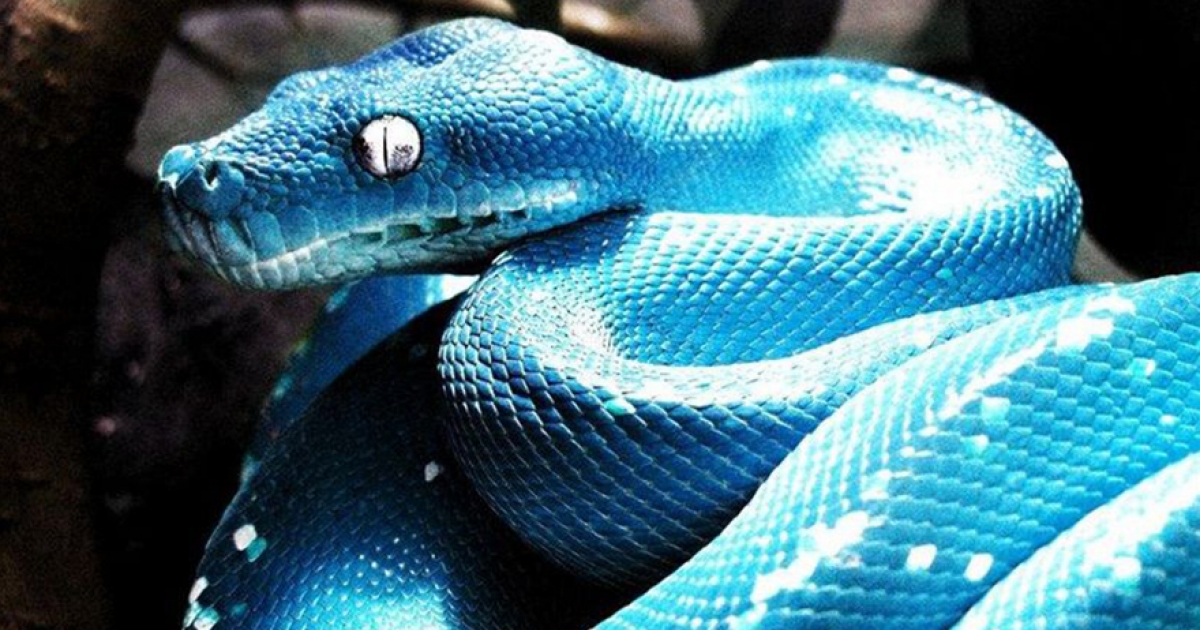 1條等於1輛超跑！　世界最貴「鑲鑽藍蛇」抓一條直接翻身