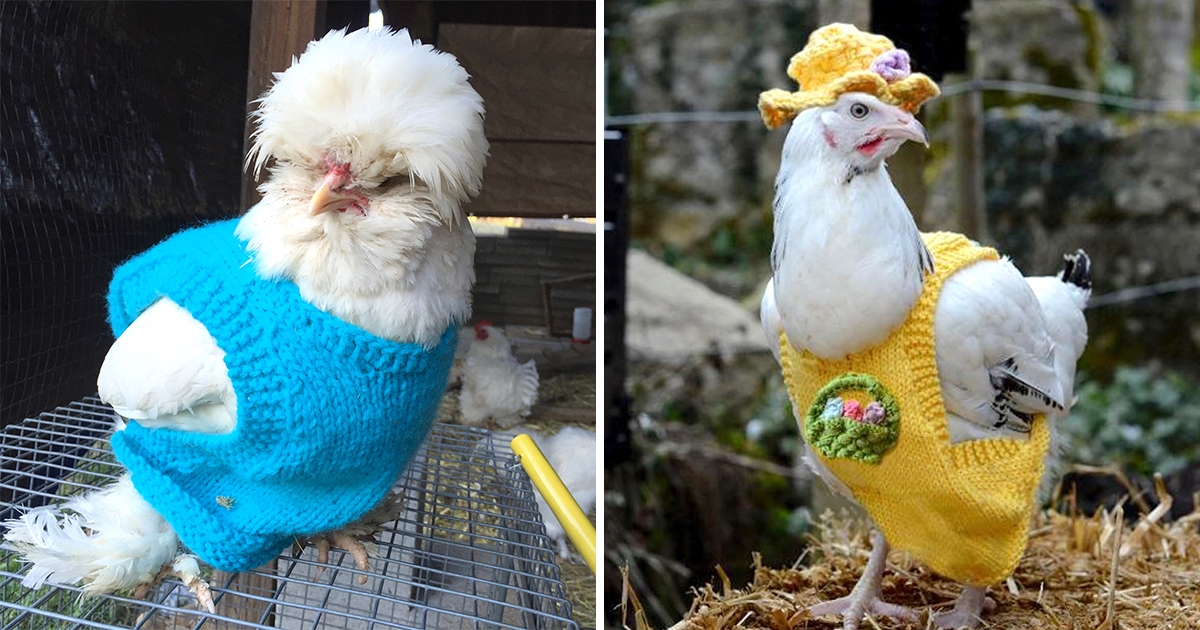 不讓雞覺得冷！農場主人特製毛衣　潮流雞散步變「時尚伸展台」