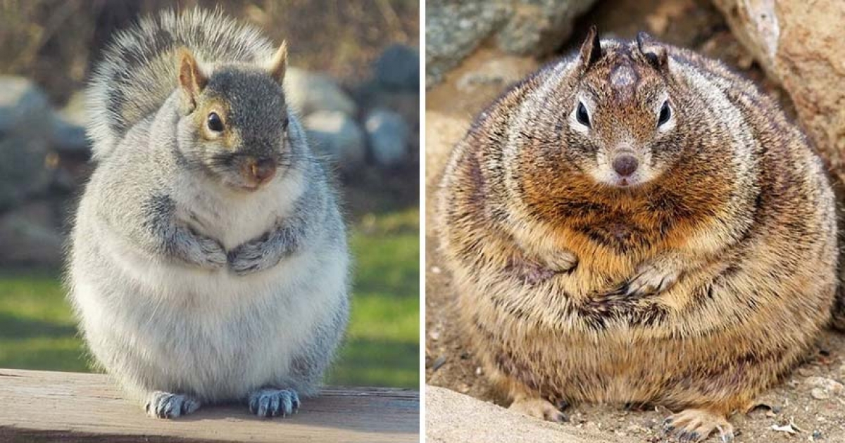小松鼠為了過冬可以吃到多胖？　12張「全身圓到像龍貓」的吃貨松鼠照