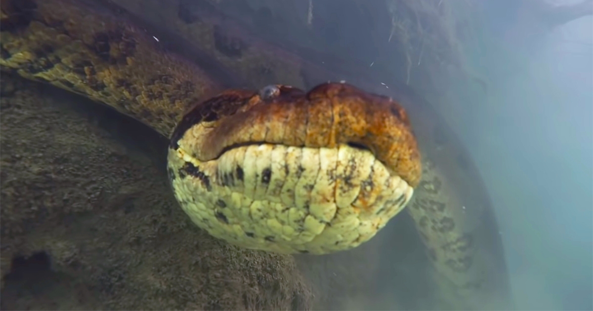 潛水遇到長7米「世界最巨大蟒蛇」　牠好奇吐舌...網嚇呆：還不快逃？