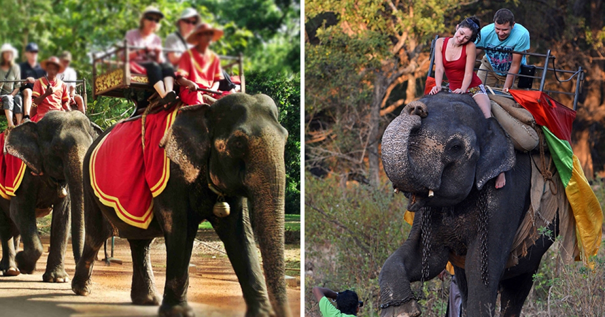 柬埔寨好棒！　吳哥窟2020年起「禁騎大象」獲愛動物的人讚好
