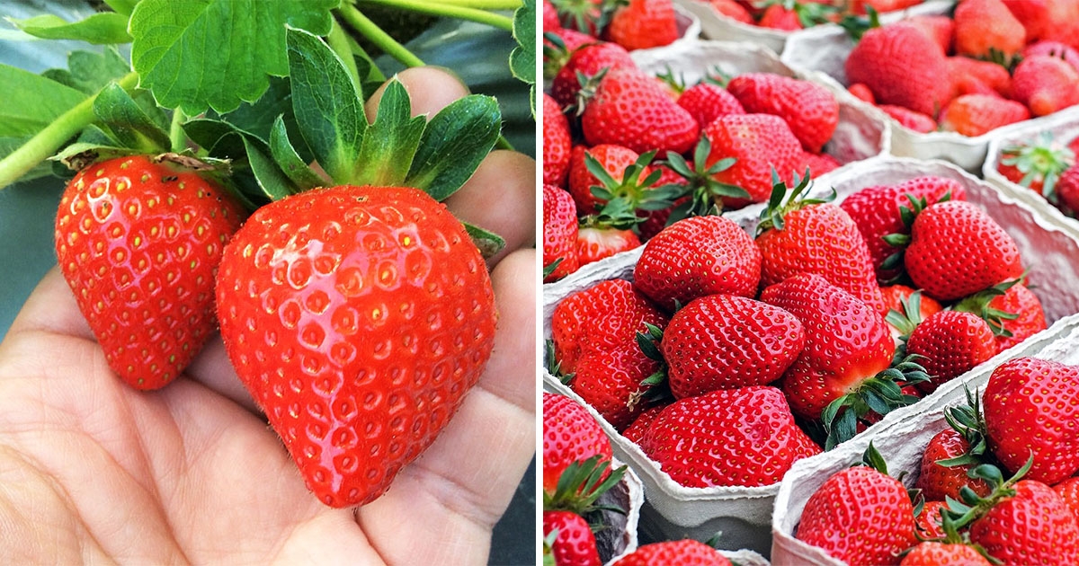 【苗栗】草莓季降臨！大湖草莓園「免費入園」　完熟甜美「美姬、香水」即日開採！