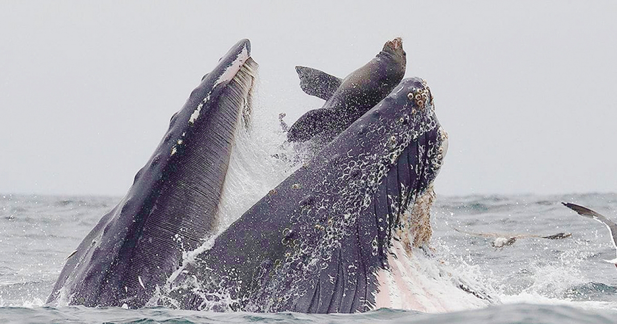 差點被鯨吞！海獅誤入座頭鯨嘴巴「秒彈出」　驚險瞬間全被鏡頭捕捉到
