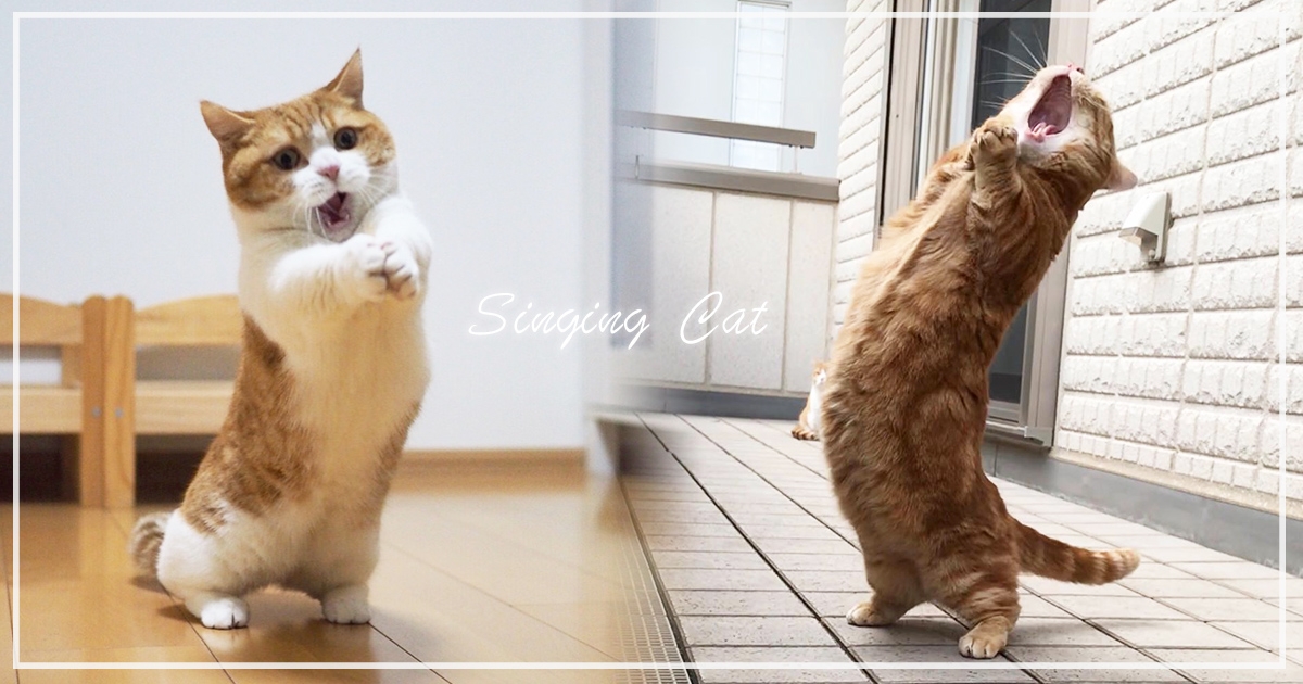 不要在家練歌啦～日本萌貓兄妹「拿麥克風超標準」　網笑噴：什麼時候出道？
