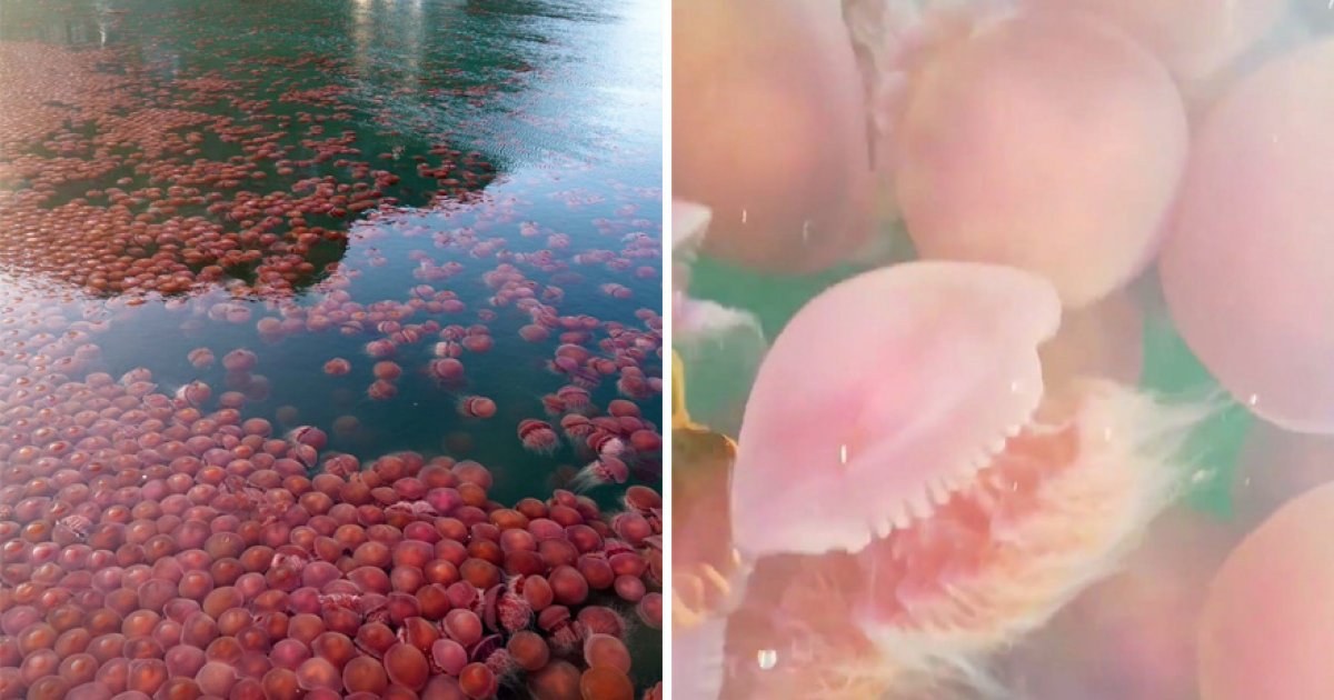 密集注意！　菲律賓封邊境「沒有遊客來」　巴拉望島「粉紅水母漂海面」：數量有上千隻！