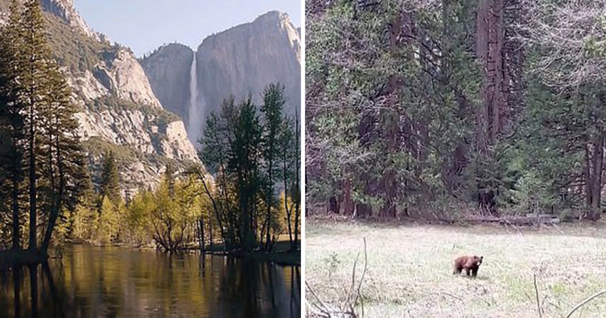 是我們的地盤了！優勝美地國家公園關閉　罕見「黑熊、土狼」都跑出來狂歡散步