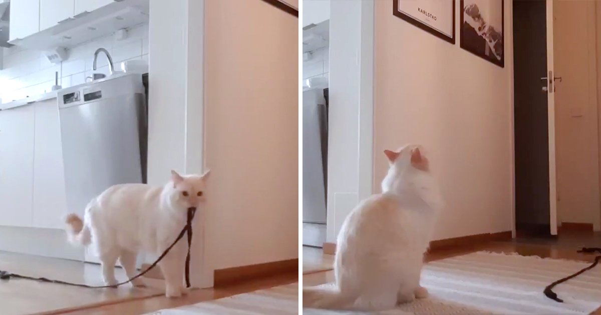 貓咪「獨自在家」會做什麼？　她看到「咬繩繞圈」瞬間不捨：再也不讓你一個人