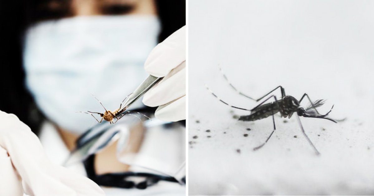 美國批准釋放「基因改造蚊子」　爭議實驗引發反彈：根本是侏羅紀公園翻版！