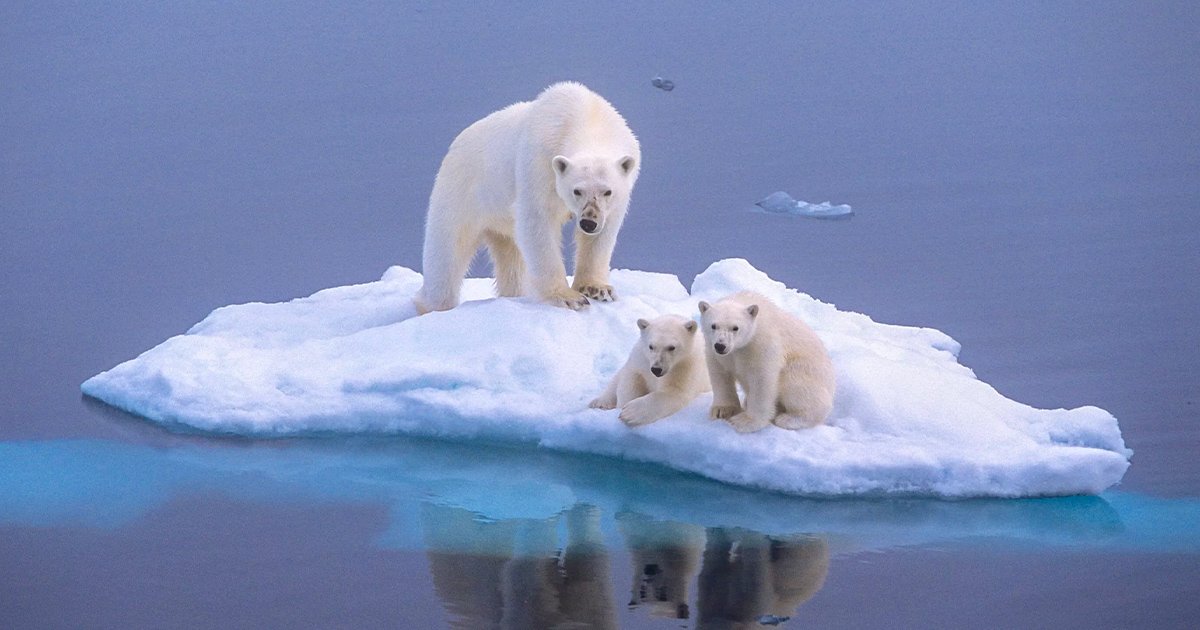 全球暖化加劇！北極熊「忍飢」快滅亡　專家：80年內就會消失殆盡