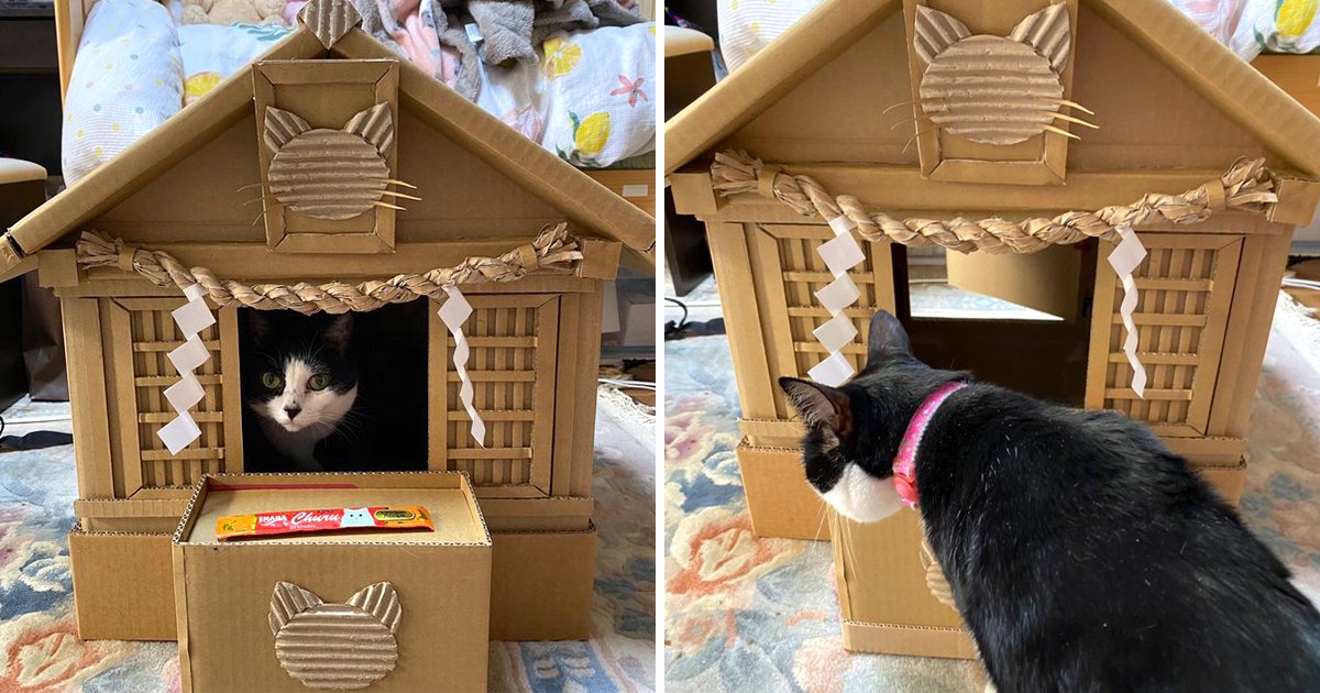 巧手爸特製「紙箱貓咪神社」　貓貓鑽進去「大顯神威」網笑：快進貢罐罐參拜～